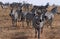 Zebras in Tarangire NP