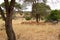 Zebras and Thompson gazelles eating pasture in the yellow savannah of Tarangire National Park, in Tanzania