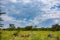 Zebras and Thomson gazelles grazing green grassland at the Lake Nakuru National Park is one of the Rift Valley lakes at an elevati