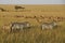 Zebras and topis grazing on grasslands, Kenya