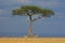 Zebras and tree in grassland