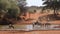 Zebras, tsessebe and wildebeest at a waterhole