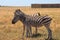 Zebras in the Ukrainian steppe on the territory of the national nature reserve `Askania Nova`. Kherson region, Ukraine