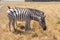 Zebras in the Ukrainian steppe on the territory of the national nature reserve `Askania Nova`. Kherson region, Ukraine