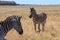 Zebras in the Ukrainian steppe on the territory of the national nature reserve `Askania Nova`. Kherson region, Ukraine
