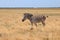 Zebras in the Ukrainian steppe on the territory of the national nature reserve `Askania Nova`. Kherson region, Ukraine