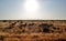 Zebras under the hot african sun, Kenya