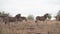 Zebras walking about in the African wilderness