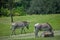 Zebras walking and eating on green meadow at Busch Gardens