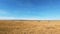 Zebras walking through a field