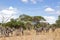 Zebras walking in the savannah during safari in Tarangire National Park in Tanzania