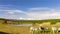 Zebras walking at waterhole