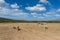 Zebras and warthogs grazing African savannah landscape