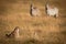 Zebras watch cheetah and cub in grass