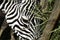 Zebras wild nature
