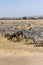 Zebras and wildbeast in vertical