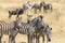 Zebras and wildebeest