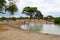 Zebras and wildebeest drinking in a pond of the savanna of Tarangire National Park, in Tanzania