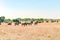 Zebras and Wildebeest - Gnus in Savanna of Serengeti, Tanzania, Africa