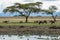 Zebras and wildebeest are grassing together under an acacia tree