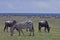 Zebras and Wildebeest grazing on Serengeti plains