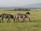 Zebras and wildebeest in the Masai Mara