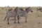 Zebras and wildebeests in the african savannah.