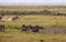 Zebras, wildebeests in Amboseli Park, Kenya