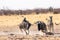 Zebras wildebeests running