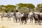 Zebras and wildebeests standing together in Tanzania