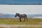 Zebras and wildebeests walking beside the lake in the Ngorongoro, Tanzania, flamingos in the background