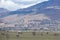 Zebras Wildlife Animals Grazing Grassland In Naivasha Nakuru City County Kenya East Africa