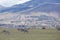 Zebras Wildlife Animals Grazing Grassland In Naivasha Nakuru City County Kenya East Africa