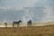 Zebras on a windy morning at lake Nakuru National Park