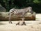 Zebras in the zoo Germany. Mom and the kid.