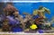 Zebrasoma salt water aquarium fish