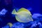 Zebrasoma, yellow surgeonfish. Bright coral reef fish in salt water.