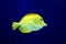 Zebrasoma yellow tang fish in aquarium