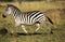 ZEBRE DE BURCHELL equus burchelli