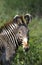 ZEBRE DE GREVY equus grevyi