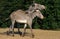ZEBRE DE GREVY equus grevyi