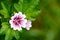 Zebrina Malva Hollyhock Flower Background
