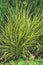 Zebrinus, Chinese miscanthus, an ornamental cereal plant