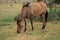 Zebroid or zorse grazing