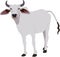 Zebu bull. Brahman cattle.