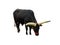 Zebu bull isolated on white background