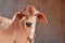 zebu calf in farm,beautiful view of gir gya,gir cow calf,indian Gujarat cow baby view,brown and white colors kakrej cow calf