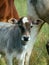 Zebu Calf with White Spot on Forehead