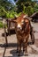 Zebu cart