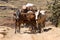 Zebu cart carrying wood over an impossible road, Madagascar